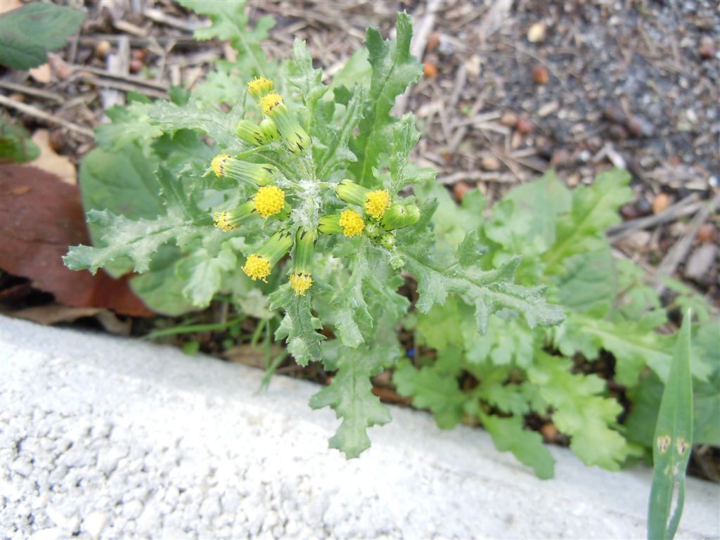 Senecio vulgaris